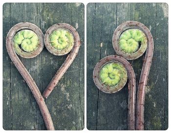 Close-up of food on wood