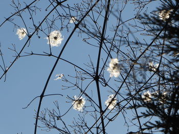 Low angle view of bird perching on tree against sky