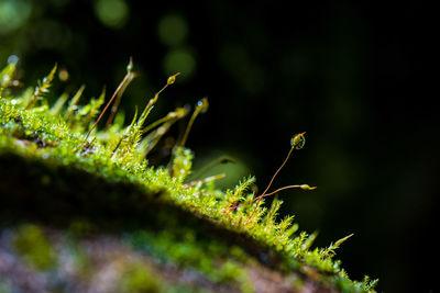 Close-up of ant on plant