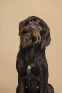 Portrait of dog looking away against gray background