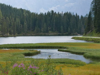 Scenic view of lake by trees against sky