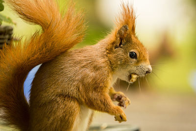 Close-up of squirrel