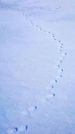 Close-up of birds on snow