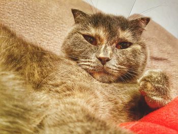 Close-up of cat