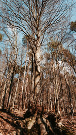 Low angle view of bare trees in forest