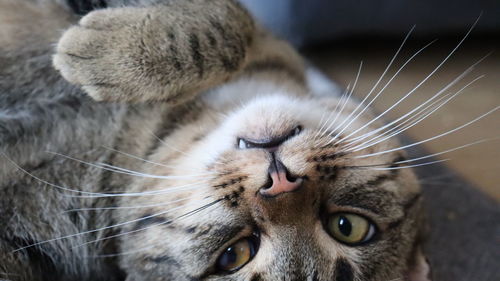 Close-up portrait of a cat