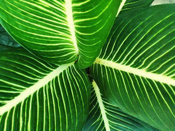 Full frame shot of green leaves