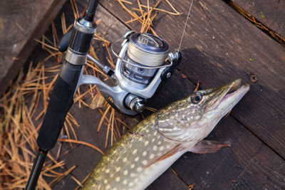 Close-up of fish