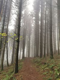Road amidst trees in forest