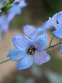 Close-up of purple flowering plant