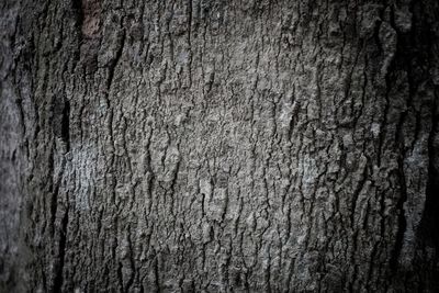 Full frame shot of tree trunk