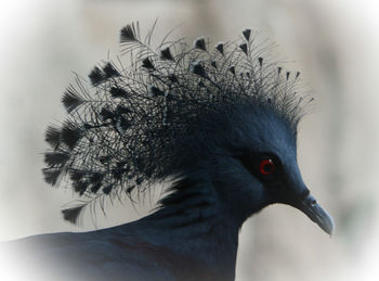 Close-up of bird perching outdoors