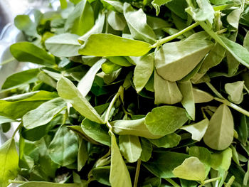 A bunch of fresh green fenugreek vegetable, healthy and nutritious for sale at a market in india