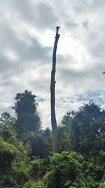 Low angle view of trees against sky