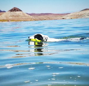 View of duck swimming in sea