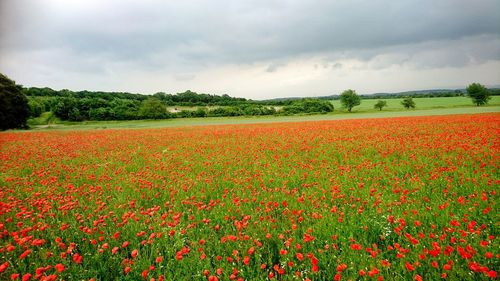 Scenic view of poppy field against sky