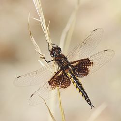 Close-up of spider on web
