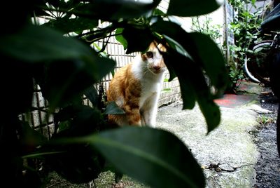 Portrait of cat seen through leaves at yard