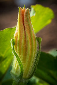 Close-up of green plant