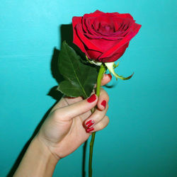 Close-up of hand holding red rose against turquoise background