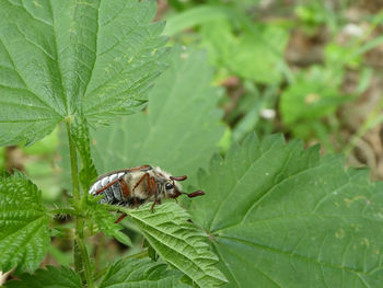 Common european cockchafer melolontha melolontha