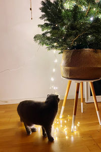 View of a cat on wooden floor by the christmas tree with lights 