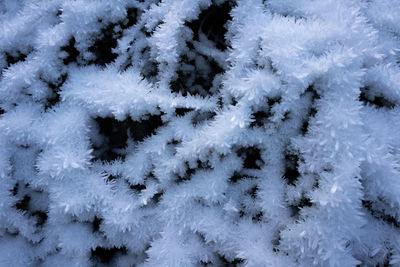 Full frame shot of frozen plants on snow covered field