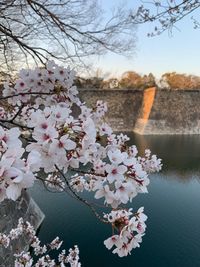 Pink cherry blossoms in river