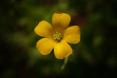 Close-up of yellow flower