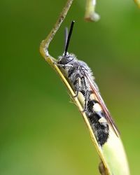 Close-up of butterfly