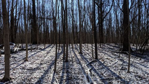 Bare trees in forest during winter