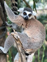 Portrait of monkey sitting on tree