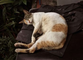 High angle view of cat sleeping on couch