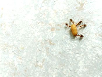 High angle view of insect on snow