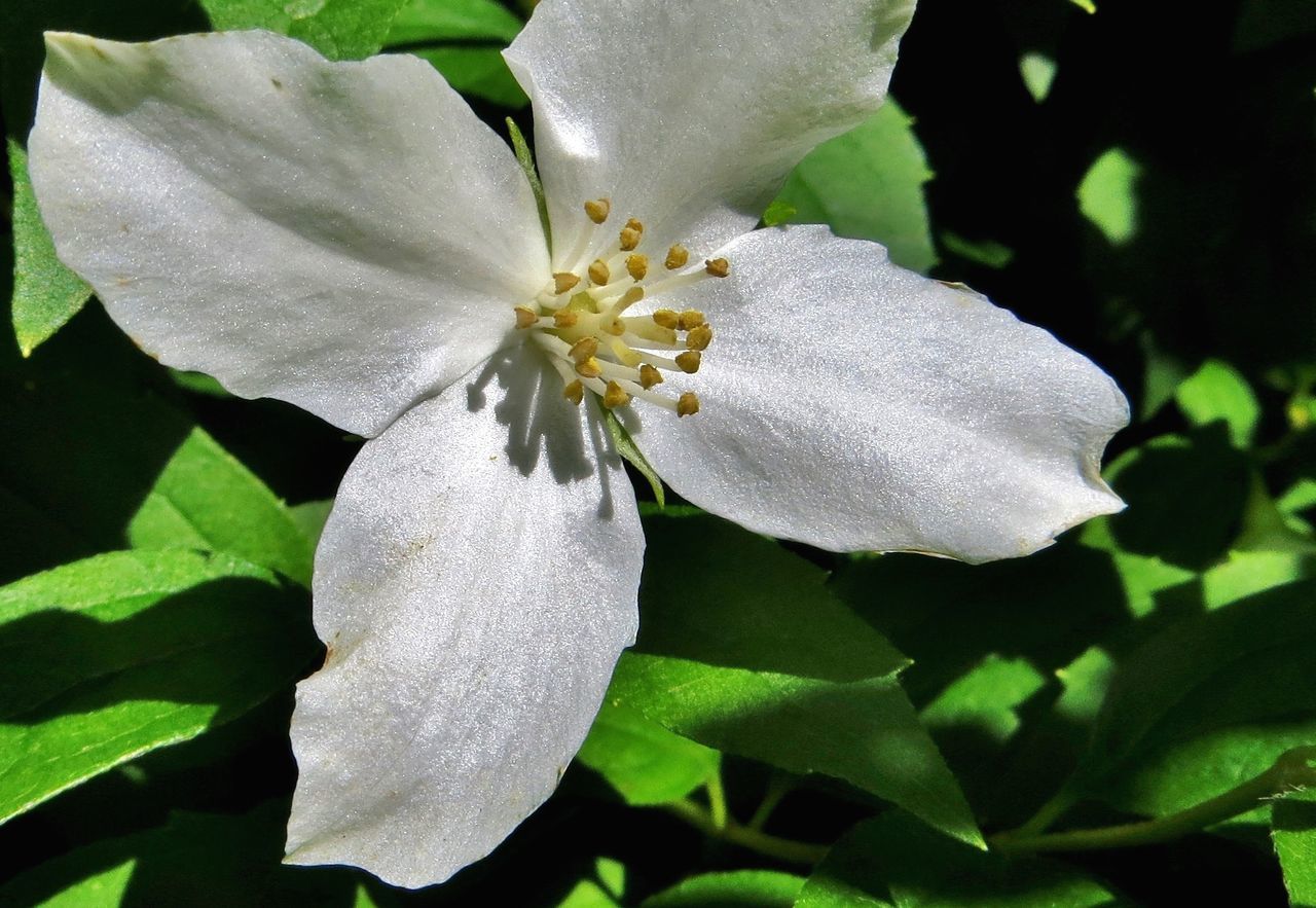 flower, petal, freshness, white color, fragility, flower head, growth, close-up, beauty in nature, nature, blooming, focus on foreground, plant, in bloom, pollen, stamen, white, outdoors, season, day, blossom, no people, botany, selective focus, softness, green color