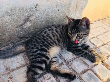 High angle portrait of cat relaxing outdoors