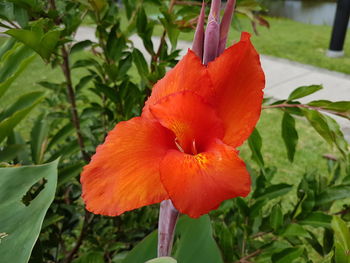 Close-up of orange flower blooming in park