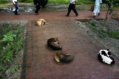 Low section of man with dog on floor