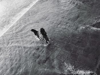 High angle view of dog in water