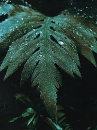 Close-up of wet plant leaves during rainy season