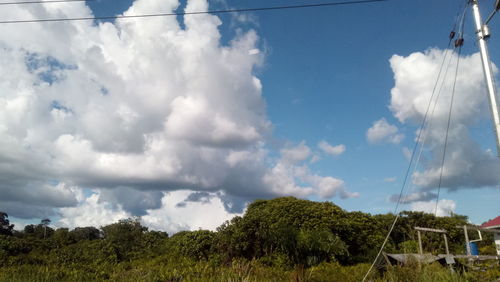 Low angle view of trees on land against sky