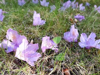 Purple flowers blooming on field