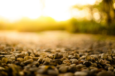 Surface level of stones on field