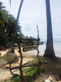 Trees at seaside