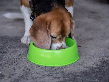 Close-up of a dog