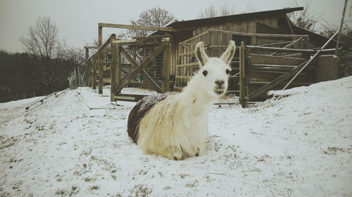 Horse on snow field during winter