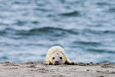 Close-up of dog in sea