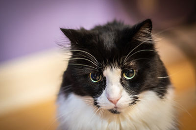 Close-up portrait of cat