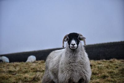 Portrait of sheep standing on field against clear sky