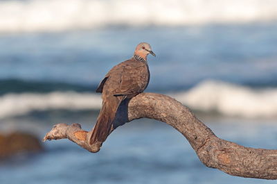 Close-up of bird perching on a sea